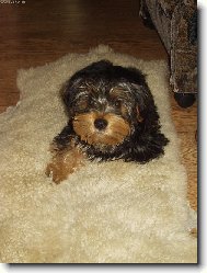 Jorkrsk terier, Yorkshire Terrier,