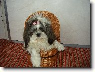 Shih-Tzu