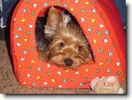 Jorkrsk terier, Yorkshire Terrier,