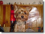 Jorkrsk terier, Yorkshire Terrier,