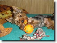 Jorkrsk terier, Yorkshire Terrier,