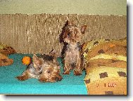 Jorkrsk terier, Yorkshire Terrier,