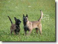 Belgian shepherd malinois \\\\\\\\\\\\\\\\\\\\\\\\\\\\\\\\\\\\\\\\\\\\\\\\\\\\\\\\\\\\\\\\\\\\\\\\\\\\\\\\\\\\\\\\\\\\\\\\\\\\\\\\\\\\\\\\\\\\\\\\\\\\\\\\\\\\\\\\\\\\\\\\\\\\\\\\\\\\\\\\\\\\\\\\\\\\\\\\\\\\\\\\\\\\\\\\\\\\\\\\\\\\\\\\\\\\\\\\\\\\\\\\\\\\\\\\\\\\\\\\\\\\\\\\\\\\\\\\\\\\\\\\\\\\\\\\\\\\\\\\\\\\\\\\\\\\\\\\\\\\\\\\\\\\\\\\\\\\\\\\\\\\\\\\\\\\\\\\\\\\\(Dog standard\\\\\\\\\\\\\\\\\\\\\\\\\\\\\\\\\\\\\\\\\\\\\\\\\\\\\\\\\\\\\\\\\\\\\\\\\\\\\\\\\\\\\\\\\\\\\\\\\\\\\\\\\\\\\\\\\\\\\\\\\\\\\\\\\\\\\\\\\\\\\\\\\\\\\\\\\\\\\\\\\\\\\\\\\\\\\\\\\\\\\\\\\\\\\\\\\\\\\\\\\\\\\\\\\\\\\\\\\\\\\\\\\\\\\\\\\\\\\\\\\\\\\\\\\\\\\\\\\\\\\\\\\\\\\\\\\\\\\\\\\\\\\\\\\\\\\\\\\\\\\\\\\\\\\\\\\\\\\\\\\\\\\\\\\\\\\\\\\\\\\)