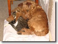 Irish  terrier \\\\\(Dog standard\\\\\)