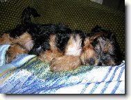 Jorkrsk terier, Yorkshire Terrier,