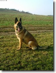 Belgian shepherd malinois \\\\\(Dog standard\\\\\)