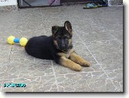 German Shepherd Dog