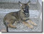 German Shepherd Dog