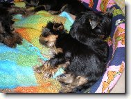 Jorkrsk terier, Yorkshire Terrier,