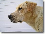 Labrador Retriever