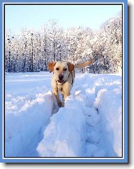 Labrador Retriever