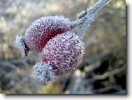 Rosa canina L