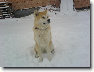 Japanese akita \\\\\(Dog standard\\\\\)