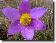 Pulsatilla vulgaris