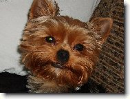 Jorkrsk terier, Yorkshire Terrier,