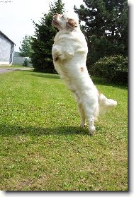 Clumber Spaniel