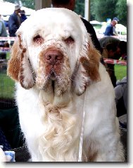 Clumber Spaniel