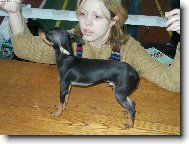 Eralash Hadja Nassreddin/Russian toy terrier