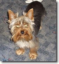 Jorkrsk terier, Yorkshire Terrier,