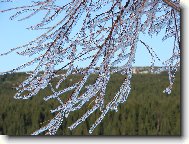 Betula verrucosa Ehrt