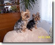 Yorkshire terrier \\\\\(Dog standard\\\\\)