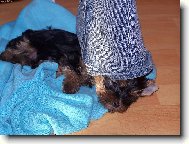 Jorkrsk terier, Yorkshire Terrier,