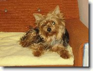 Jorkrsk terier, Yorkshire Terrier,