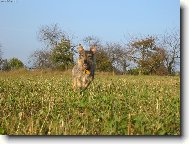 Border Terrier