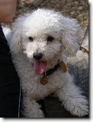 Bichon frise