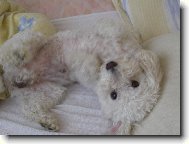 Bichon frise