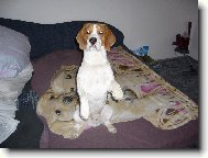 Beagle