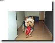 Jorkrsk terier, Yorkshire Terrier,