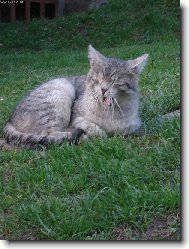 British shorthairs cat