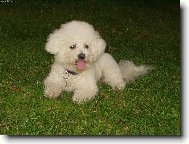 Bichon frise