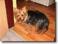 Jorkrsk terier, Yorkshire Terrier,