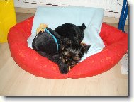 Jorkrsk terier, Yorkshire Terrier,