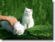 Persian cat