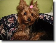 Jorkrsk terier, Yorkshire Terrier,