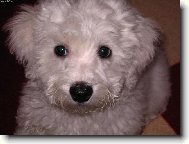 Bichon frise