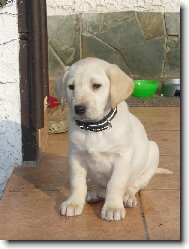 Labrador Retriever