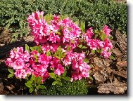 Rhododendron, Azalea