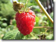 Rubus idaeus L\.