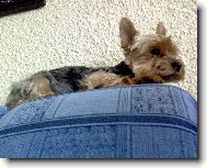 Jorkrsk terier, Yorkshire Terrier,