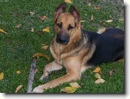 German Shepherd Dog