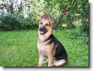 German Shepherd Dog