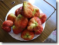 Fragaria vesca L