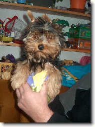 Jorkrsk terier, Yorkshire Terrier,