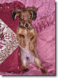 Dachshund