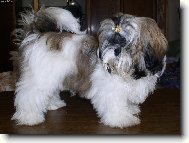 Shih-Tzu