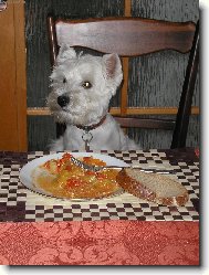 West Highland White Terrier